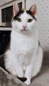 Valkoinen kissa mustin korvin